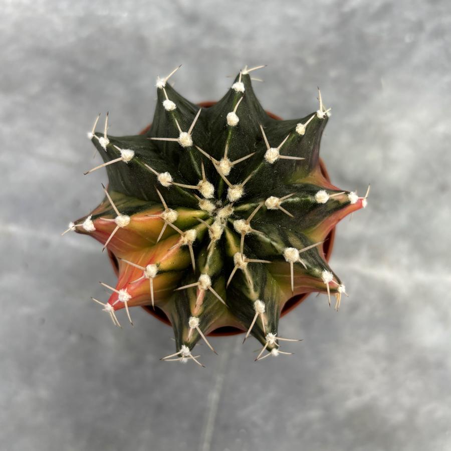 Gymnocalycium Variegata No:36