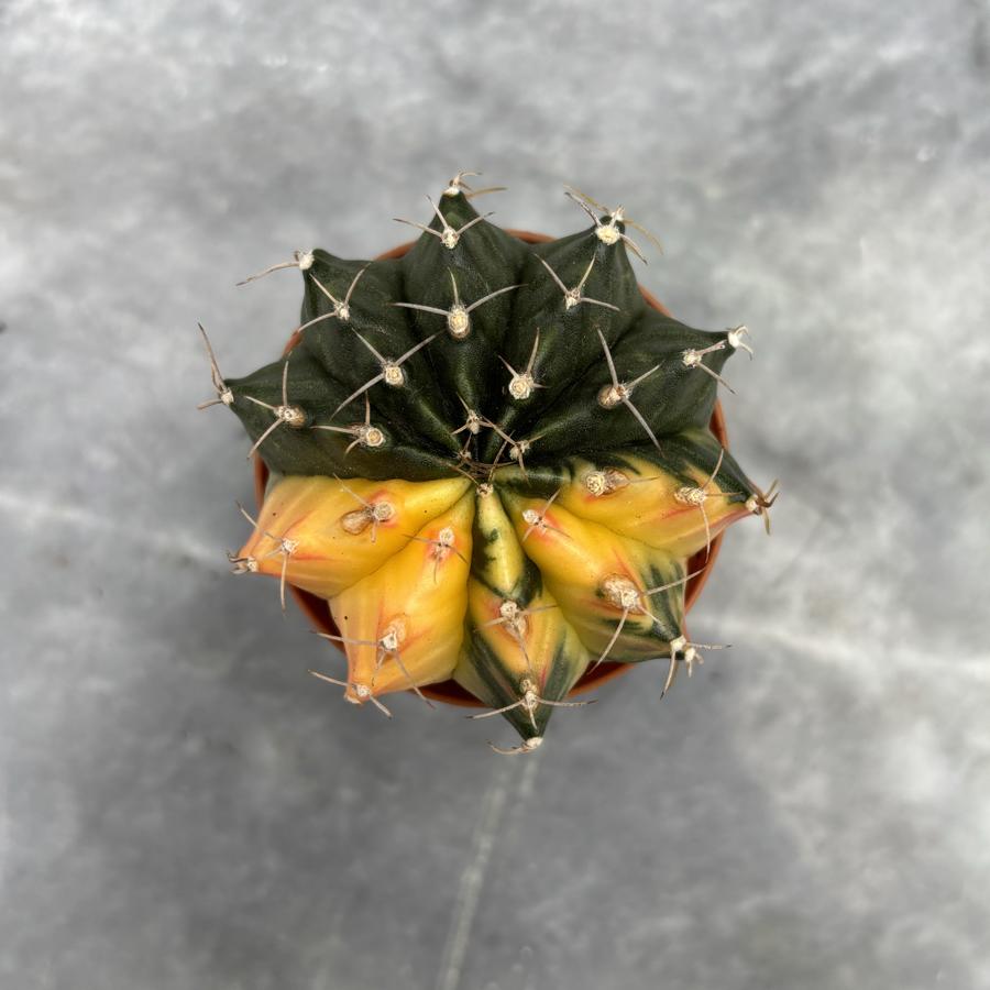 Gymnocalycium Variegata No:38