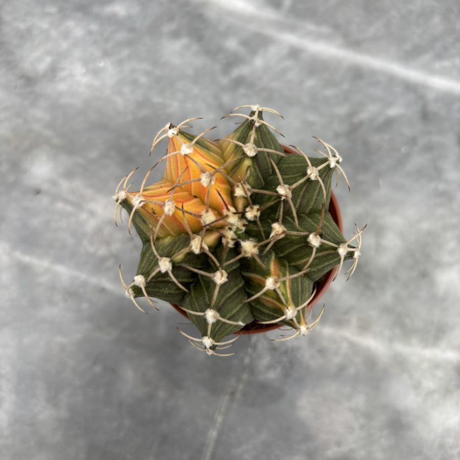 Gymnocalycium Variegata No:41