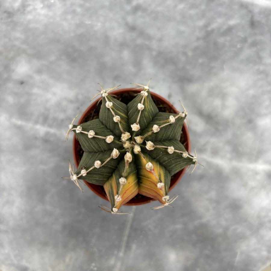 Gymnocalycium Variegata No:43