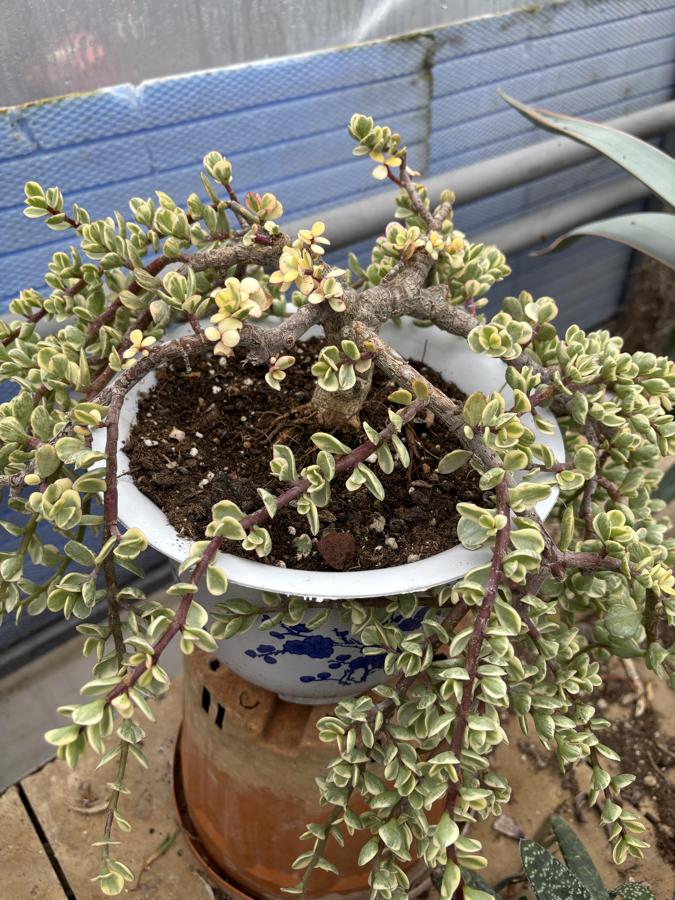 🌿 Portulacaria Afra Variegata – Alacalı Fil Çalısı