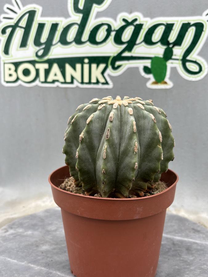 Fero Cactus 13cm saksıda