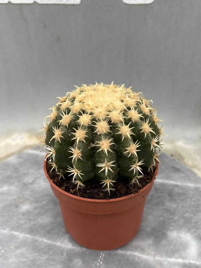 Echinocactus