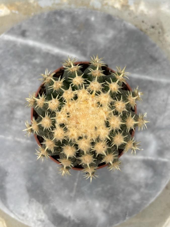 Echinocactus