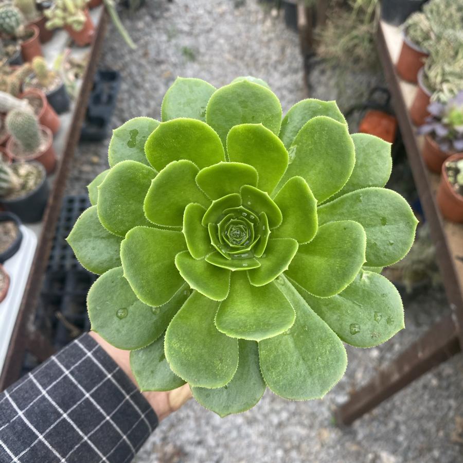 Aenium 10,5cm saksıda