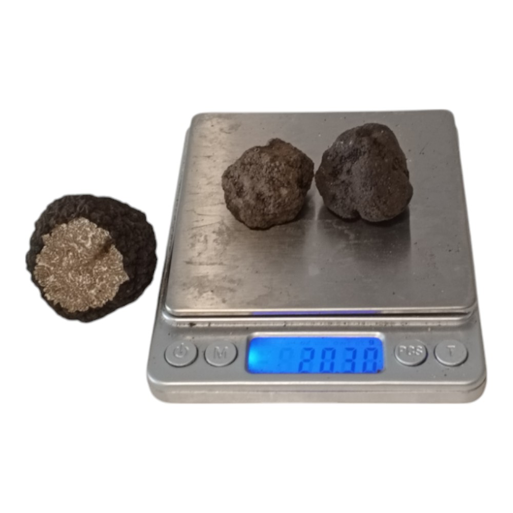 Taze Siyah Trüf Mantarı 20 g – 2. Boy (10–15 g)
