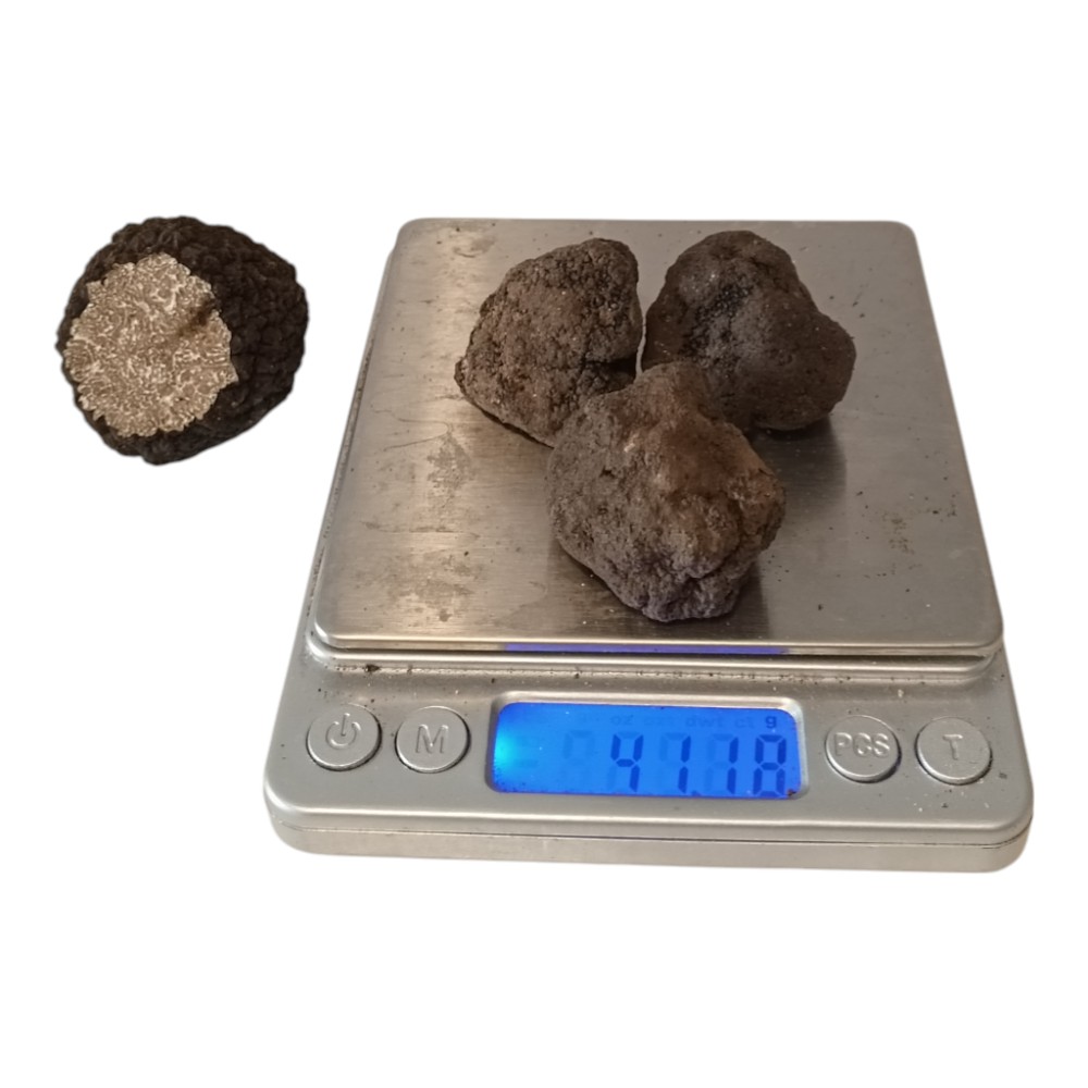 Taze Siyah Trüf Mantarı 40g (Tuber aestivum) – 2. Boy
