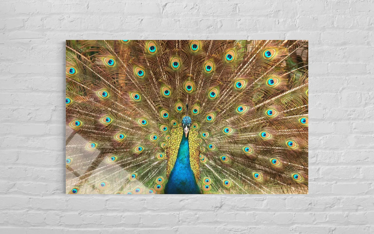 Tavus Kuşu Cam Tablo