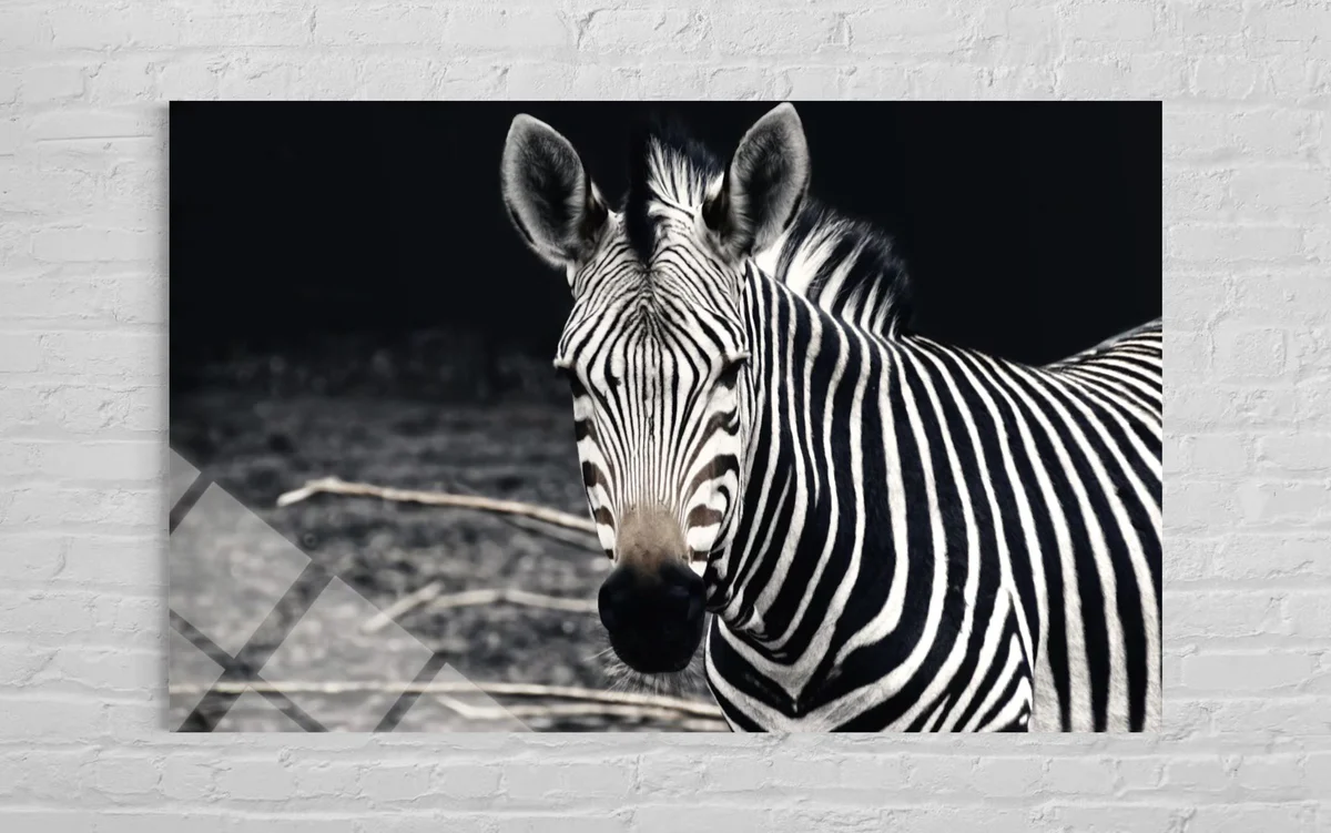 Zebra Cam Tablo