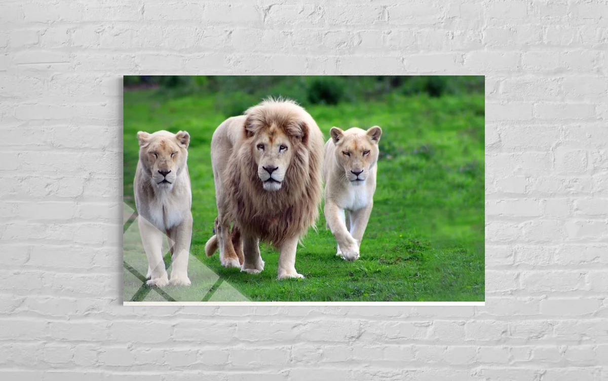 Aslan Ve Yavruları Cam Tablo