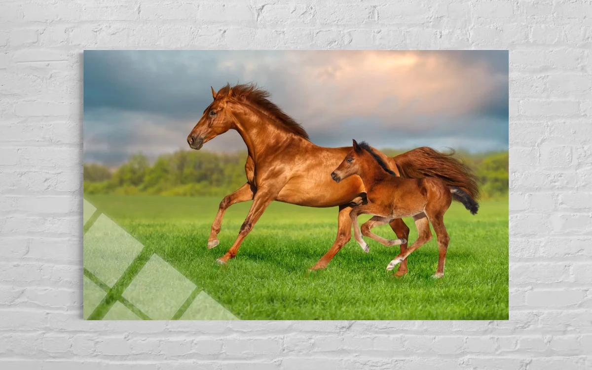 At ve Yavrusu Cam Tablo