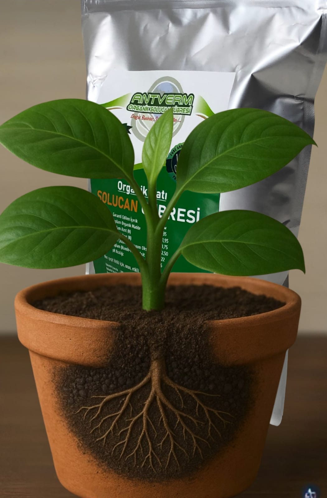 SOLUCAN GÜBRESİNİN KÖK VE SAÇAK OLUŞUMUNA ETKİLERİ