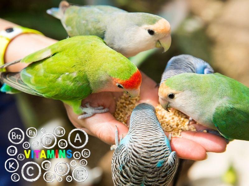 Kuş Yemleri ve Besin Takviyeleri: Sağlıklı Bir Beslenme İçin Öneriler