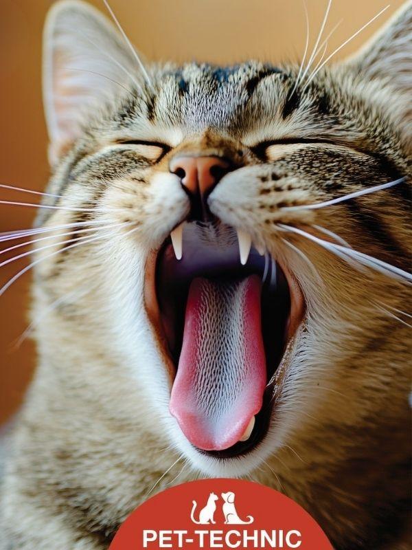 Kedilerde Ağız ve Diş Sağlığı | Pethediye