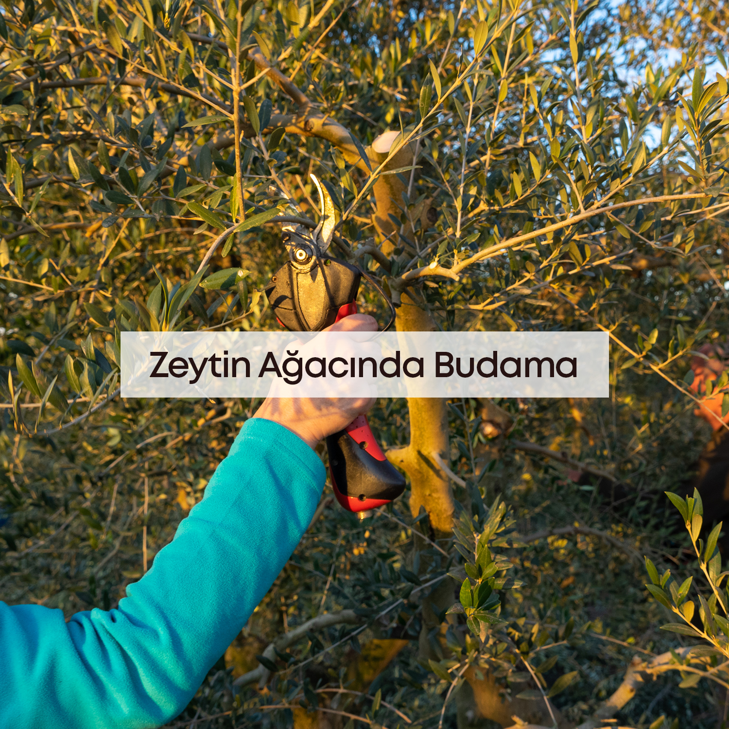 Zeytin Ağacı Nasıl Budanır?