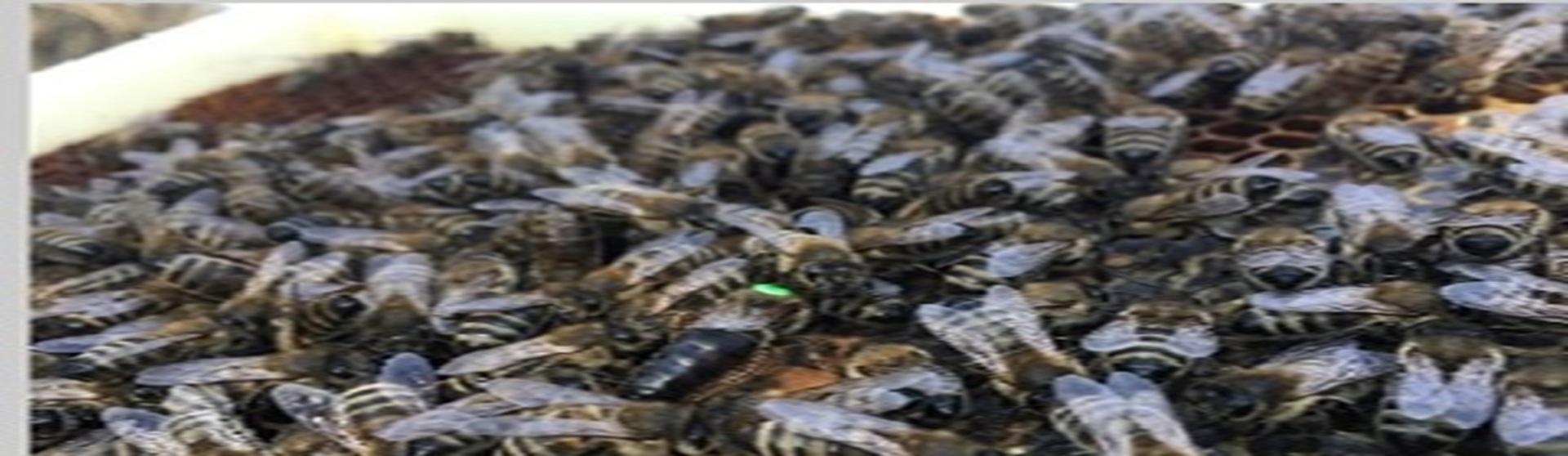 Artvin Borçka Kafkas Arıcılığı