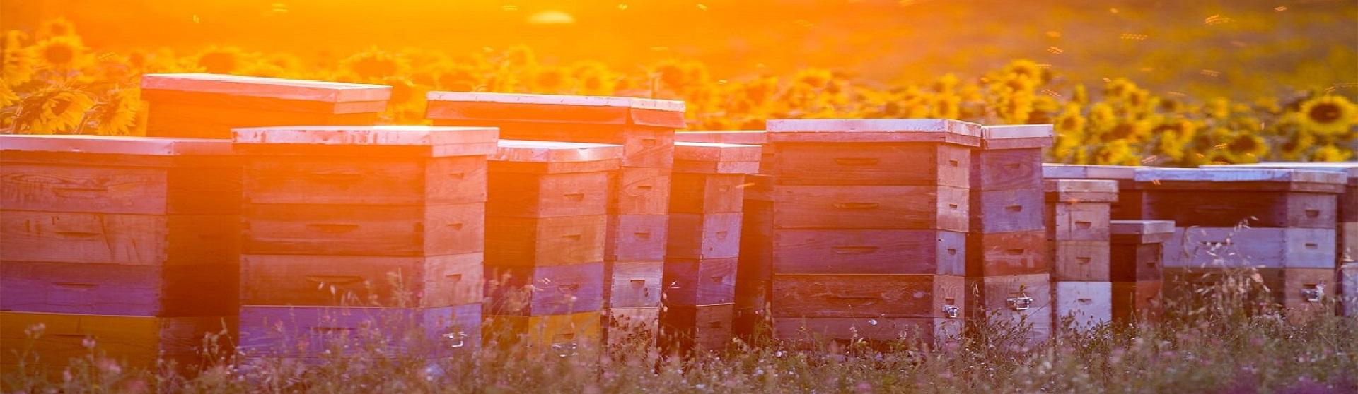 Artvin Borçka Güneşli Köyü Aricilik