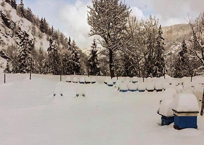 Kar altında kalan kovanlar arılara zarar verir mi