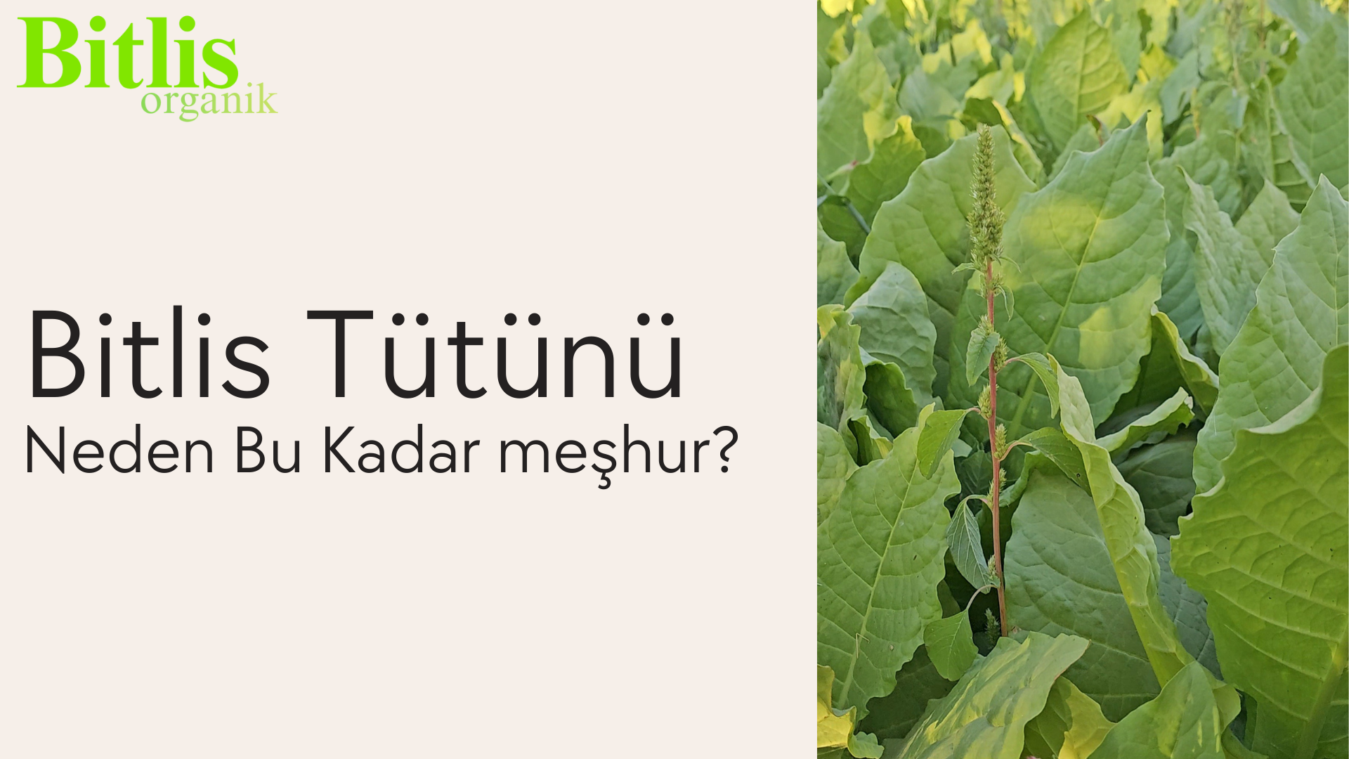 Bitlis Tütünü Neden Bu Kadar Meşhur?