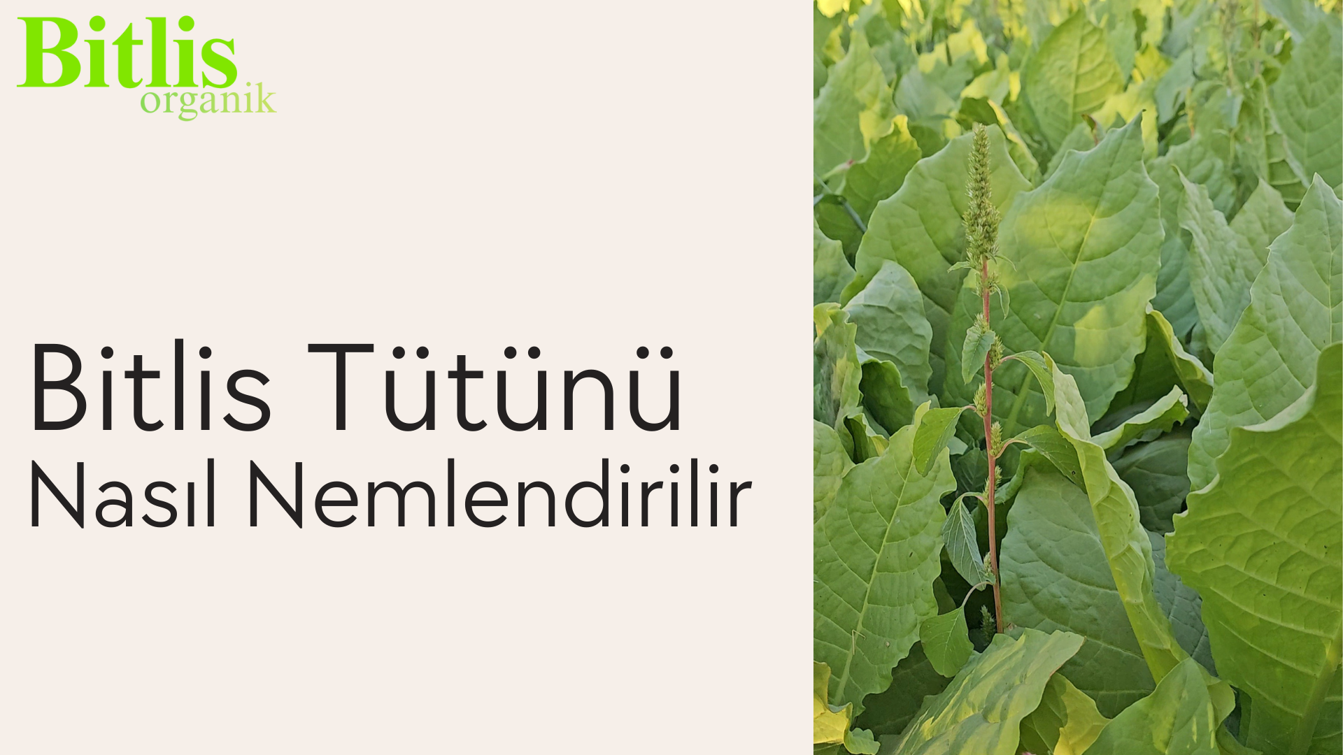 Bitlis Tütünü nasıl nemlendirilir?