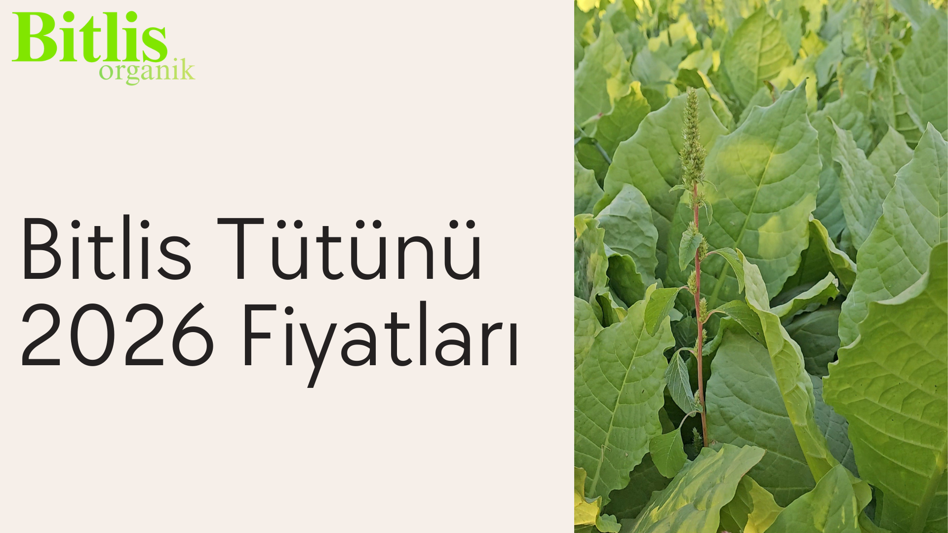 Bitlis tütünü fiyatı nedir?